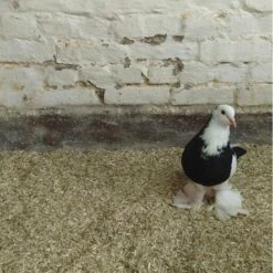 Hennep Strooisel Aubiose Bedding Pluimvee/duiven 20 Kg -Boerderijdieren Winkel henneplemen bedding pluimvee 20 kg 1620714388 2 600