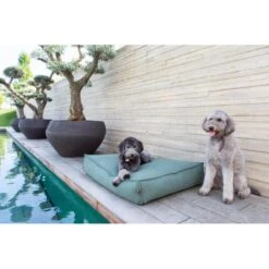 Hondenkussen Fantail 'Stargaze' 100 × 70 Cm - Botanical Green 7 Hondenkussen Fantail 'Stargaze' 100 × 70 Cm - Botanical Green -Boerderijdieren Winkel hondenkussen fantail stargaze botanical green 1623233769 3 600