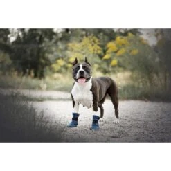Hondenlaarzen Bristol Medium - Marineblauw - Set Van 2 Stuks 5 Hondenlaarzen Bristol Medium - Marineblauw - Set Van 2 Stuks -Boerderijdieren Winkel hondenlaarzen bristol medium marineblauw 1623235876 2 600