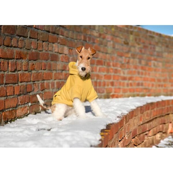 Hoodie Voor Honden Texas Amiplay - Geel 4 Hoodie Voor Honden Texas Amiplay - Geel - Afbeelding 2