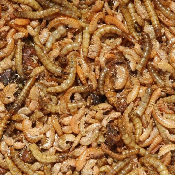 Insectenmix 175 Gram 4 Insectenmix 175 Gram - Afbeelding 2