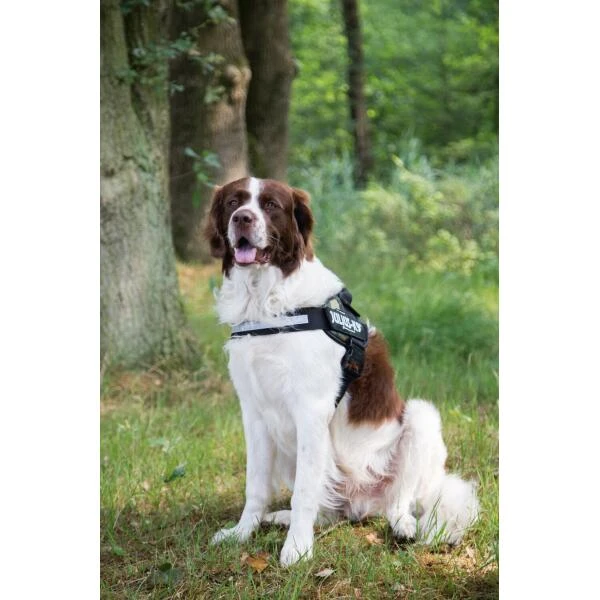 JULIUS K9 Hondentuig Camouflage - Large 4 JULIUS K9 Hondentuig Camouflage - Large - Afbeelding 2