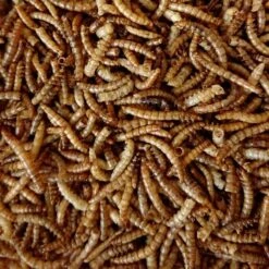 Meelwormen Voor Tuinvogels 450 G 5 Meelwormen Voor Tuinvogels 450 G -Boerderijdieren Winkel meelwormen 450 g 1590493158 2 600