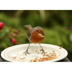 Gedroogde Meelwormen - 100 Gram -Boerderijdieren Winkel meelwormen gevriesdroogd 100g 1484053488 2 600