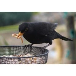 Gedroogde Meelwormen - 100 Gram -Boerderijdieren Winkel meelwormen gevriesdroogd 100g 1484053488 4 600