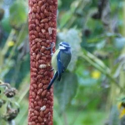 Pindanoten Ongepeld In Net - 1 Kg -Boerderijdieren Winkel pindanoten in net 1 kg 1538476152 2 600