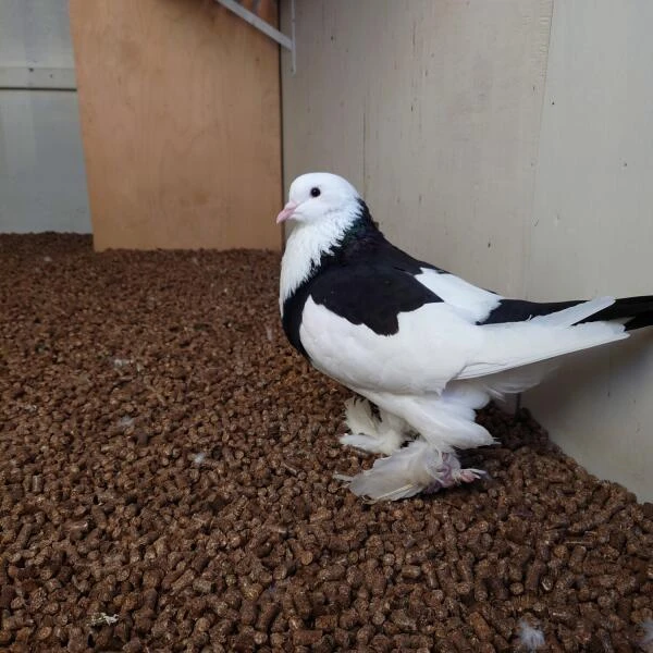 Stropellets Bedding - 100% Zuiver Tarwestro - 20 Kg 4 Stropellets Bedding - 100% Zuiver Tarwestro - 20 Kg - Afbeelding 2