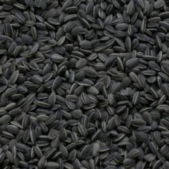 Zonnebloempitten Zwart En Gestreept 3 Kg 5 Zonnebloempitten Zwart En Gestreept 3 Kg -Boerderijdieren Winkel zwarte zonnebloem pitten 3 kg 1484054036 1 600