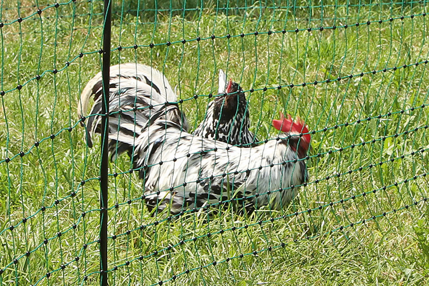 Boerderijdieren Winkel -Boerderijdieren Winkel z6367981389569 30158c21037eff899af73b1d76ef9f02